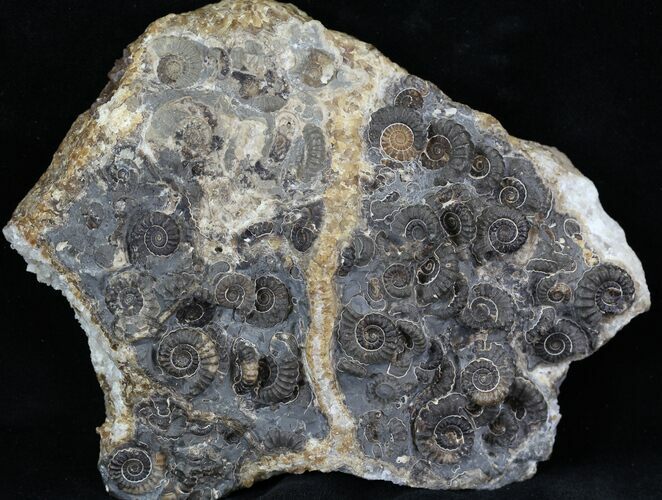 Marston Magna Ammonite Cluster - Polished on Back #30743